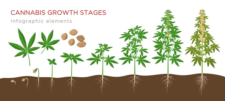 Rastové štádiá Cannabis sativa od semienka po dospelú rastlinu s listami, kvetmi a koreňmi konope - infografické prvky izolované na bielom pozadí.
