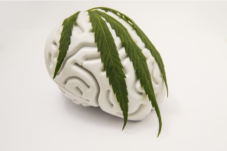 marihuana i mózg
