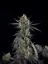 Fast Buds 420 Cannabis Seeds Pound Cake Auto