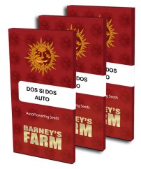 ROOTS - Ročné predplatné (12 čísel) + 3 semienka Dos Si Dos Auto od Barneys's Farm