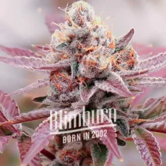 Blimburn Seeds Żrieragħ tal-Kannabis Glookies Femminizzati