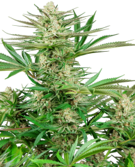 Sensi Seeds Kanapių sėklos Malibu OG Gold Feminized, 3-10 vnt.