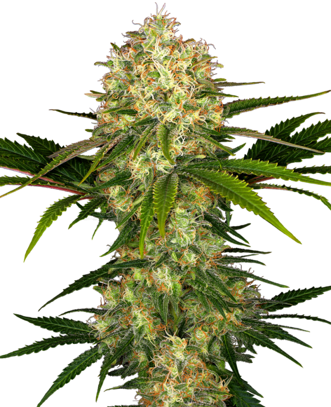 Sensi Seeds Cannabis Seeds Afghani #1 Regular, 10 db