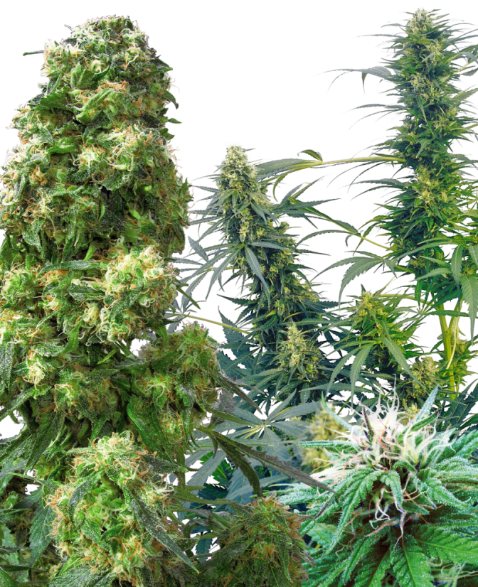 Sensi Seeds Cannabisfrø Outdoor Mix® Regular, 25 stk