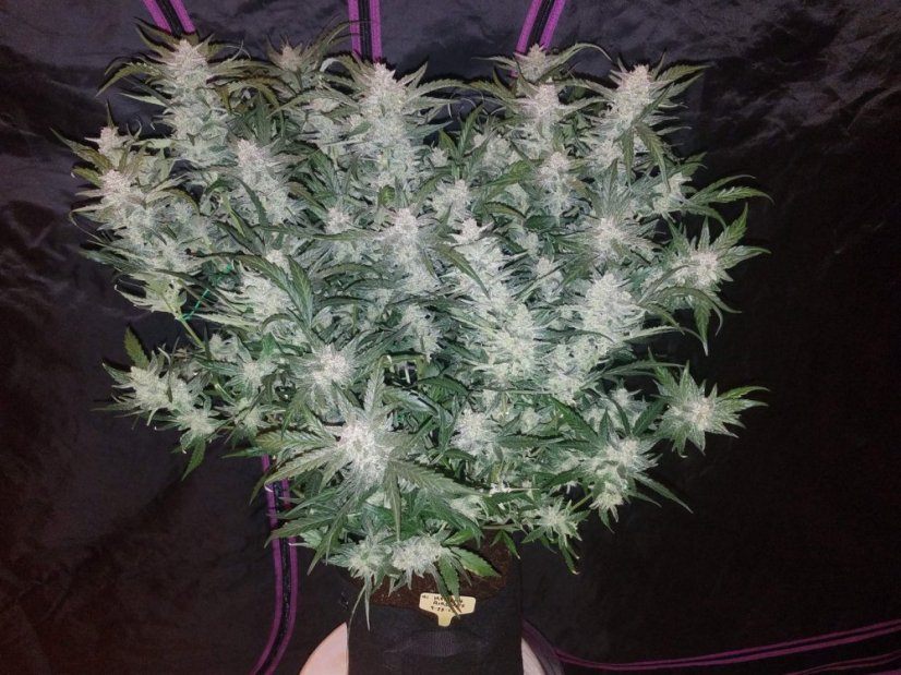 Fast Buds Cannabis Seeds Mexican Airlines Auto