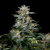 Doctor´s Choice Seeds Lowryder regular (IBL) Auto Regular