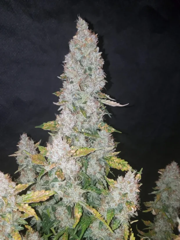 Fast Buds 420 Cannabis Seeds Stardawg Auto