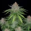 Fast Buds Cannabis Seeds Strawberry Pie Auto