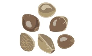 Ilustrați semințe de cânepă bogate în CBD sau doar semințe de cânepă.