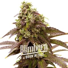 Blimburn Seeds Hạt giống cần sa Sleepy Joe Feminized