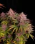 Fast Buds Cannabis Seeds Purple Lemonade FF