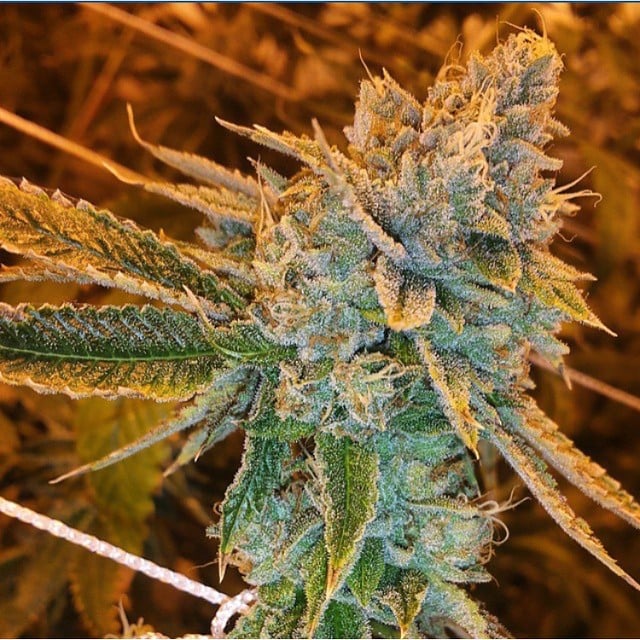 Fast Buds Cannabis Seeds West Coast OG Auto