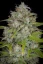 Fast Buds Cannabis Seeds Orange Sherbet Auto