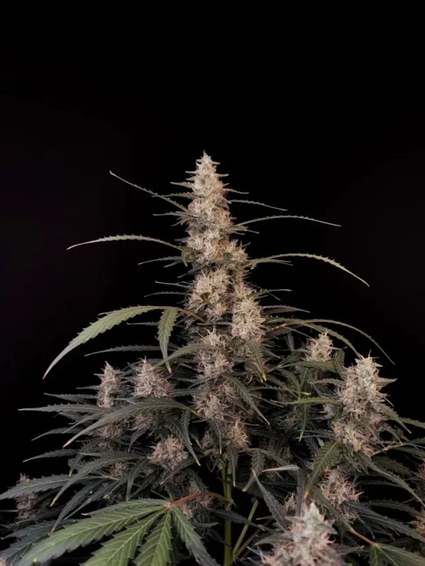 Fast Buds Cannabis Seeds Amnesia Haze Auto