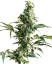 Sensi Seeds Hanfsamen Mexican Sativa® Feminisiert, 3-10 Stk