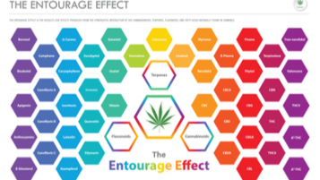 Was ist der 'Entourage-Effekt' bei Cannabis?