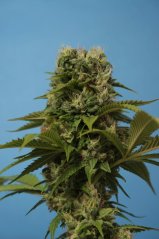 T.H.Seeds™ Semillas de cannabis Wreckage, varios paquetes, regular