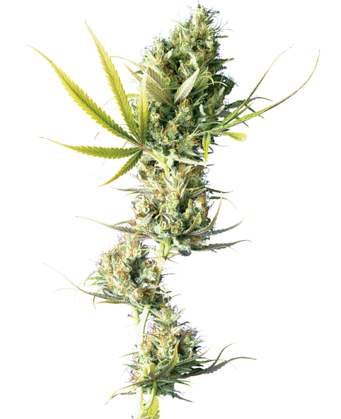 Sensi Seeds Cannabisfrø Durban® Feminisert, 3-10 stk