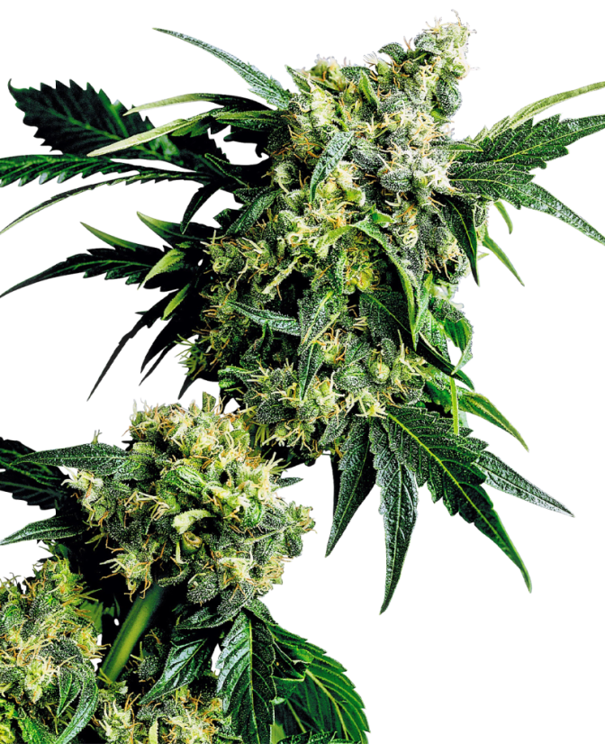 Sensi Seeds Semillas de cannabis Mr Nice G13 X Hash Plant® Regular, 10 uds.