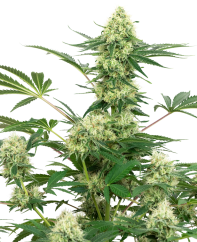 Sensi Seeds Cannabis Seeds Wedding Cheesecake Feminized by White Label, 3-10 pcs