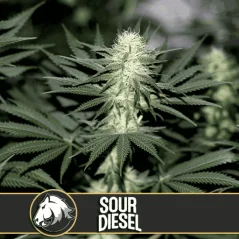 Blimburn Seeds Cannabiszaden Sour Diesel Gefeminiseerd