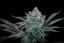 Fast Buds 420 Kannabisfræ Gorilla Cookies FF