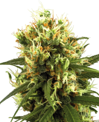 Sensi Seeds Semena konoplje White Haze Automatic Feminized by White Label, 3-10 kos