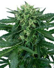 Sensi Seeds Hạt giống cần sa Sensi Amnesia Automatic Feminized, 3-10 hạt