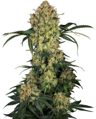 Sensi Seeds Semena konoplje Aloha OG Feminized, 3-10 kom