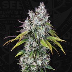 T.H.Seeds™ Cannabis Seeds Underdawg™, 5+1-pack, feminiserade