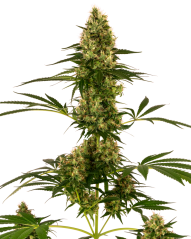 Sensi Seeds Cannabis Seeds Blue Bullet Automatic® Feminized, 3-10 τεμ.