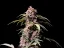 Fast Buds Cannabis Seeds Amnesia Zkittlez Auto