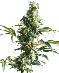 Sensi Seeds Cannabisfrön Mexican Sativa® Feminized, 3-10 st