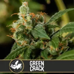 Blimburn Seeds Насіння коноплі Green Crack Feminized