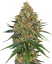 Sensi Seeds Cannabis Seeds White Cheese Feminized by White Label, 3-10 kom