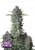 Semi di cannabis Fast Buds Purple Punch Auto