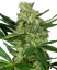 Sensi Seeds Cannabis Seeds Pumpkin Spice Feminized, 3-10 ks