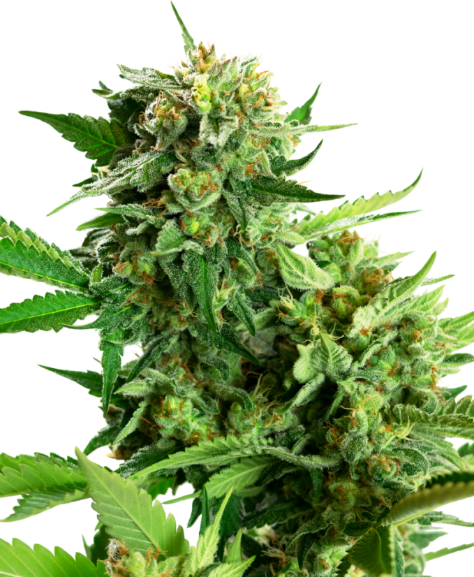 Sensi Seeds Κέικ Blackberry Seeds Cannabis Feminized, 3-10 τμχ