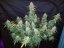 Fast Buds Cannabis Seeds Six Shooter Auto