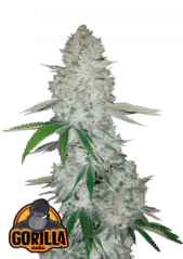 Fast Buds Żerriegħa tal-Kannabis Gorilla Auto
