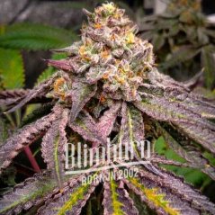 Blimburn Seeds კანაფის თესლი Jokerz Feminized