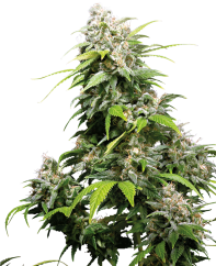 Sensi Seeds Cannabis Seeds California Indica® Feminized, 3-10 kpl