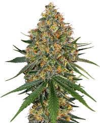 Sensi Seeds Cannabis Seeds White Cheese Feminized by White Label, 3-10 kpl