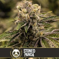 Blimburn Seeds Semená kanabisu Stoned Panda Feminized