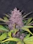 Fast Buds Cannabis Seeds Banana Purple Punch Auto