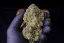 Fast Buds 420 Cannabis Seeds Strawberry Gorilla Auto