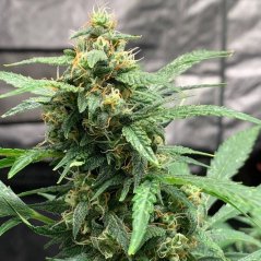 Doctor´s Choice Nasiona Chronic Ryder BX Auto Regular