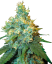 Sensi Seeds Kanepiseemned Jack Herer® Regular, 10 tk