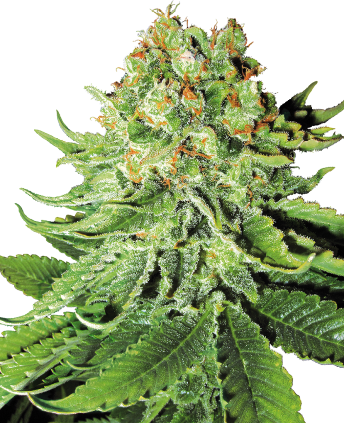 Sensi Seeds Cannabiszaden Northern Lights Automatic Feminized van White Label, 3-10 stuks