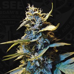 T.H.Seeds™ Cannabis Seeds Auto Northern HOG™, 6+1 pakke, feminisert